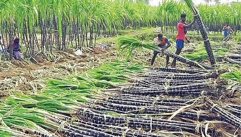 வேளாண்மை - கூட்டுறவுத் துறை அலுவலர்கள் மூலம் கரும்பு கொள்முதல் செய்யப்படும்