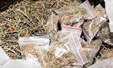 நாகை மாவட்டத்தில் கடந்த ஆண்டில் ரூ.1 கோடி மதிப்பிலான கஞ்சா பறிமுதல்