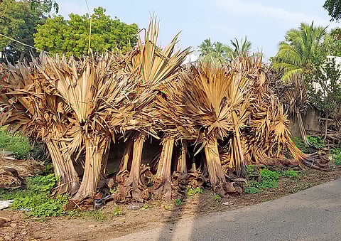 விற்பனைக்காக குவித்து வைக்கப்பட்டுள்ள பனை ஓலைகள்.