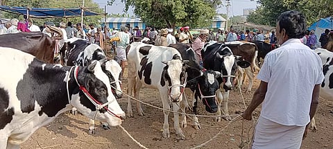 ரூ.70 லட்சத்துக்கு கால்நடைகள் விற்பனை