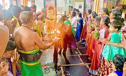 சிறப்பு பூஜையில் கோமாதாவிற்கு தீபாராதனை நடைப்பெற்ற காட்சி. 