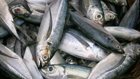 மீனவர்கள் மோதலால் பழவேற்காட்டில் மீன் விலை கடும் உயர்வு