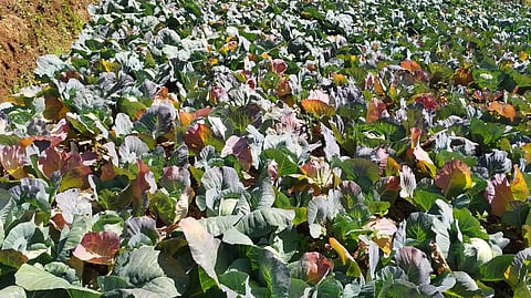 நீலகிரியில் விலை குறைவால் செடியிலேயே விடப்படும் முட்டைகோஸ்கள்