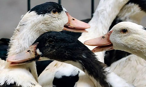 திருவனந்தபுரம் அருகே பறவை காய்ச்சல் எதிரொலி- 2 ஆயிரம் கோழி, வாத்துகளை அழிக்க முடிவு