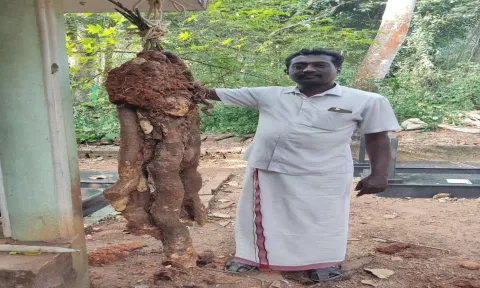 காச்சில் கிழங்குடன் விவசாயி பிரதீஷ்குமார்.