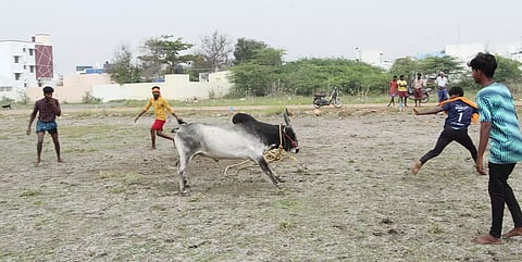 மதுரை முடக்கத்தான் பகுதியில் ஜல்லிக்கட்டு பயிற்சி பெறும் மாடுபிடி வீரர்கள்.