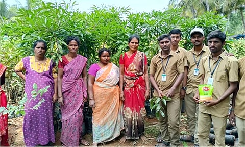 மாவில் நோய் மேலாண்மை பற்றிய செயல்முறை விளக்கம்
