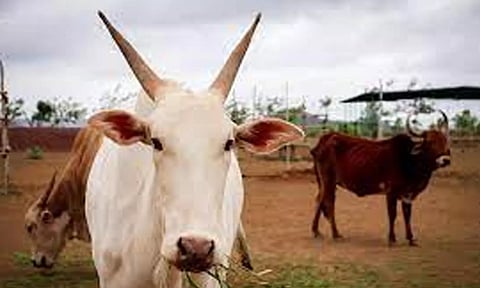 ரூ.16 லட்சத்திற்கு காங்கேயம் இன மாடுகள் விற்பனை