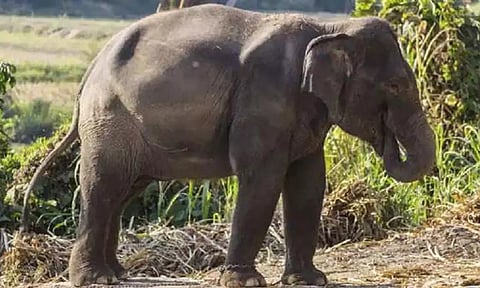 கருப்பன் யானையை பிடிக்க விடிய விடிய காத்திருந்த கும்கிகள்