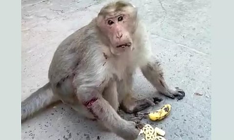 இரு கையிலும் வெட்டுப்பட்ட காயத்துடன் திரியும் குரங்கு