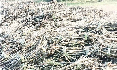 கரும்புகள் வெயிலில் காய்ந்து வருவதை படத்தில் காணலாம்.