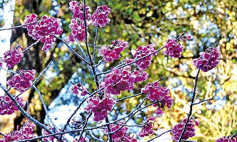 கொடைக்கானல் பிரையண்ட் பூங்காவில் பூத்துக்குலுங்கும் செர்ரி பூக்கள்