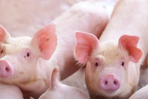 ஆப்பிரிக்க பன்றி காய்ச்சல் குறித்து பொதுமக்கள் பீதி அடைய தேவையில்லை