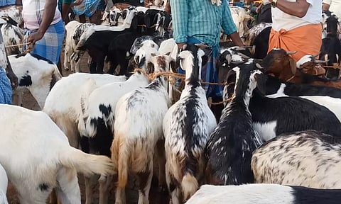 விற்பனைக்கு வந்த ஆடுகள்.