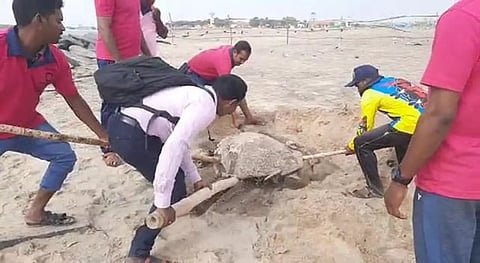 கடல் ஆமைகளை அப்புறப்படுத்துவதை படத்தில் காணலாம்.