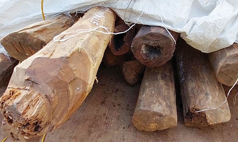 பறிமுதல் செய்யப்பட்ட செம்மரக்கட்டைகளை காணலாம்.