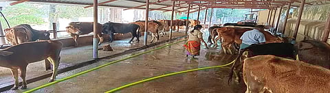 மாடுகள் குளிப்பாட்டப்படும் காட்சி.