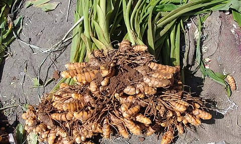 புதுவை மத்திய ஜெயிலில் கைதிகள் பயிரிட்ட மஞ்சள் அறுவடை