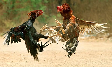 ஆந்திராவில் தடையை மீறி நடந்த சேவல் சண்டையின்போது கத்தி வெட்டி 2 பேர் பலி