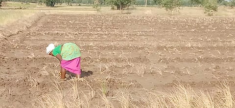 பருத்தி நடவுப்பணியில் ஈடுபடும் விவசாயி.