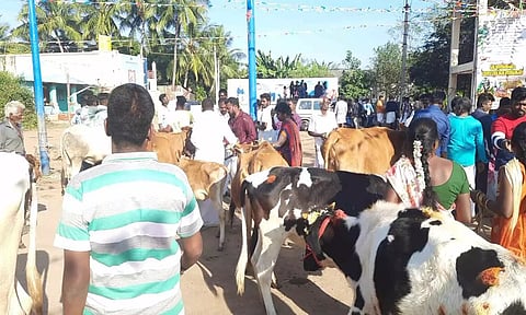 ஊசூரில் வினோத பொங்கல் கொண்டாட்டம் நடந்த காட்சி.