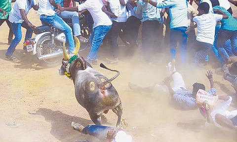 மஞ்சு விரட்டு, எருது விடும் விழாவில் மாடுகள் முட்டி 4 பேர் பலி