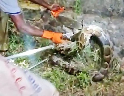 12 அடி நீள மலைப்பாம்பை படத்தில் காணலாம்