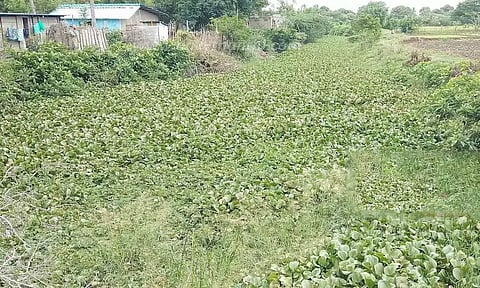 ஆகாயத்தாமரை படர்ந்துள்ள வாய்க்கால்.