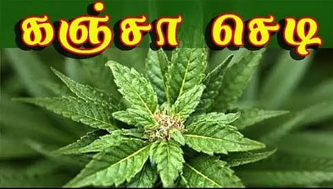 கோழி தீவன அரவை ஆலையில் பயிரிடப்பட்ட கஞ்சா செடி