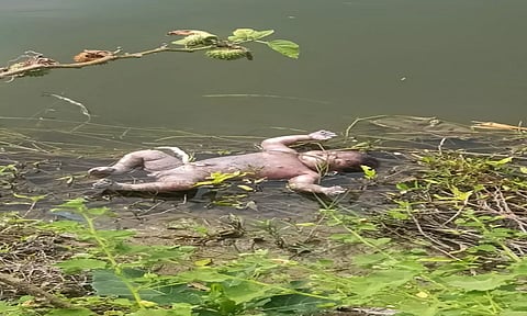 தொப்புள் கொடியுடன் வாய்க்காலில் வீசப்பட்ட பெண் குழந்தை.