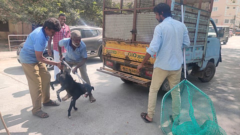 வேலூர் கலெக்டர் அலுவலகம் முன்பாக சுற்றித்திரிந்த தெரு நாய்களை மாநகராட்சி ஊழியர்கள் பிடித்து சென்ற காட்சி.