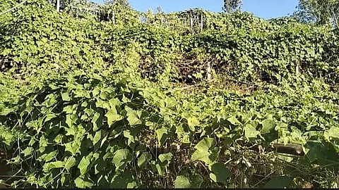 கோத்தகிரியில் மேரக்காய் விலை சரிந்தது