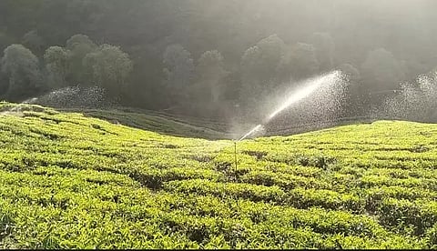 ஸ்பிரிங்ளர் நீர் தெளிப்பான் கருவிகள் மூலம் தேயிலை செடிகளை பாதுகாக்கும் விவசாயிகள்