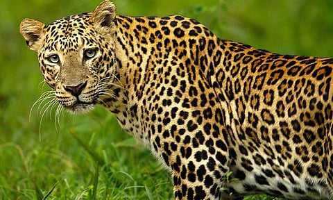 கோத்தகிரியில் இன்று காலை சிறுத்தை தாக்கி கூலித்தொழிலாளி படுகாயம்