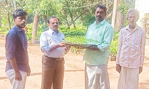 விவசாயிக்கு கத்தரி நாற்றுகள் வழங்கப்பட்டது.