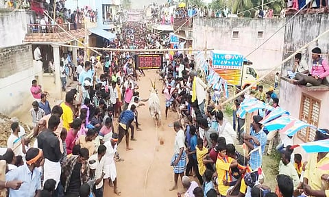 கம்மவான்பேட்டையில் சீறிப்பாய்ந்து ஓடிய காளைகள்.