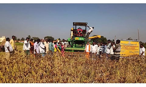 எந்திரம் மூலம் ராகி அறுவடை செயல் விளக்கம்