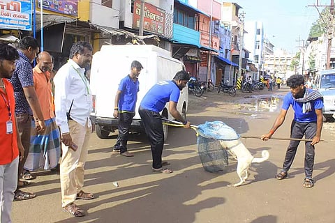 தெரு நாய்களை வலை வீசி பிடித்த காட்சி