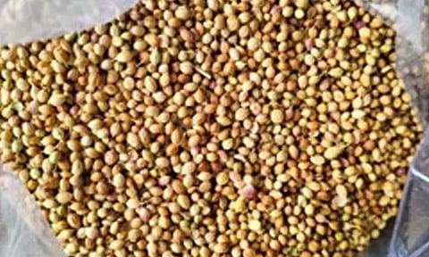 ஒழுங்குமுறை விற்பனை கூடங்களுக்கு கொத்தமல்லி வரத்து அதிகரிப்பு