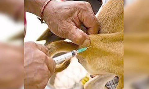 முத்துப்பேட்டையில், நாளை வெறிநோய் தடுப்பு மற்றும் விழிப்புணர்வு முகாம்