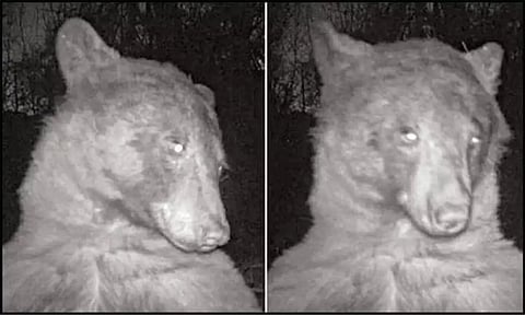 கரடியையும் விடாத 'செல்பி' மோகம்: கண்காணிப்பு கேமராவில் 400 முறை 'செல்பி' எடுத்த கரடி