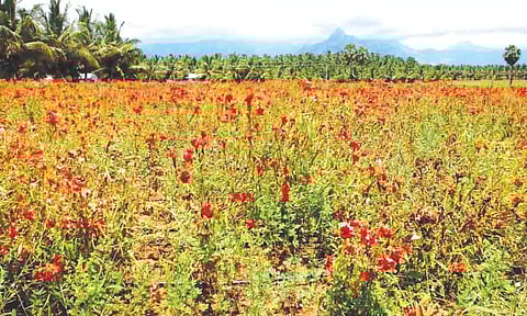 கோழிக்கொண்டை பூக்கள் கருகியுள்ளதை படத்தில் காணலாம்.