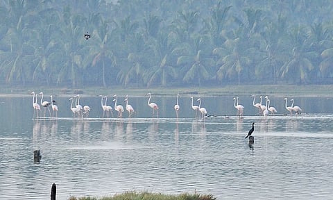 புத்தளம் பகுதியில் தென்பட்ட பறவைகள் 