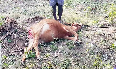 பசு மாட்டை மீண்டும் அடித்து கொன்ற சிறுத்தைகள்