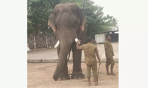 பாப்பாரப்பட்டி பகுதியில் சுற்றி திரியும் யானைகளை பிடிக்க கும்கி யானை - சிறப்பு படையினர் வருகை