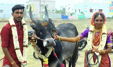 ஜல்லிக்கட்டு காளைகளுக்கு மரியாதை செய்த புதுமண ஜோடியை காணலாம்.