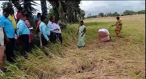 மழையால் 10 ஏக்கர் நெற்பயிர் நாசம்