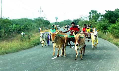 புதியம்புத்தூர் கோவில் கும்பாபிஷேக விழாவை முன்னிட்டு நடந்த மாட்டு வண்டி போட்டியில் எல்கையை நோக்கி பாய்ந்து செல்லும் காளைகள்.