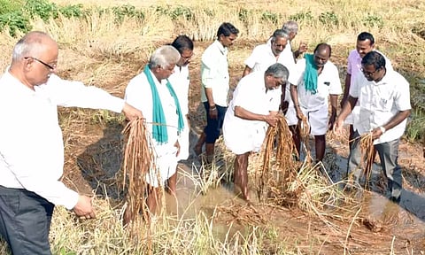 பாதிக்கப்பட்ட நெற்பயிர்களை பூண்டி கலைவாணன் எம்.எல்.ஏ. பார்வையிட்டார்.