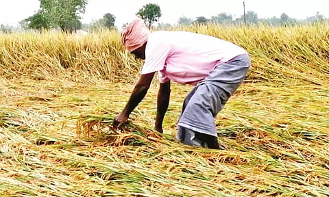 டெல்டா மாவட்டங்களில் திடீர் மழையால் நெற்பயிர்கள் சேதம்- தமிழகத்துக்கு மத்தியக்குழு வருகை